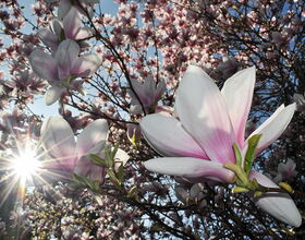 Magnolioenblüte im Wilhelm-Weisse-Garten. 
