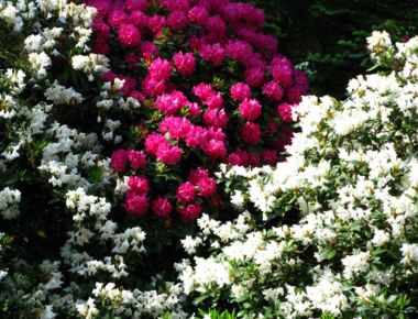 Rhododendronblüten auf dem Kamenzer Hutberg. Beispiel für die Blütenpracht zur Saison im Mai / Juni eines Jahres. Zahlreiche weiße und rosafarbene Blüten.