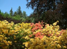 Rhododendron- und Azaleenblüte in Gelb und Orange. Im Hintergrund verschiedene Laub- und Nadelbäume vom Hutberg.