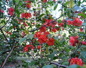 Blütenpracht im Wilhelm-Weisse-Garten. 
