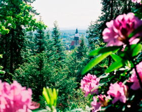 Rosa blühender Rhododendron mit Blick durch die Bäume auf dem Hutberg zum Turm der Hauptkirche St. Marien