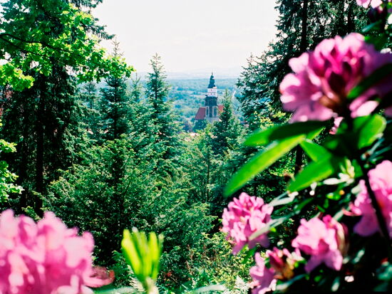 Blick auf St. Marien Kirche mit Rhododendronblüte