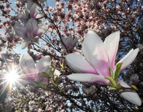 Magnolioenblüte im Wilhelm-Weisse-Garten