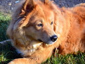 Abildung eines Hundes. 