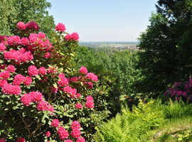 Blick vom Hutberg im Sommer mit blühendem rosa Rhododendron. 