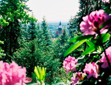 Rosa blühender Rhododendron mit Blick durch die Bäume auf dem Hutberg zum Turm der Hauptkirche St. Marien