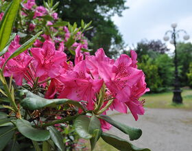 Rosa blühender Rhododendron auf dem Robert-Koch-Platz. 