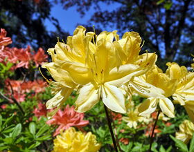 Gelbe Rhododendronblüten auf dem Lessingplatz. 