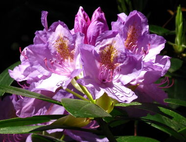 Nahaufnahme der Rhododendronblüten auf dem Kamenzer Hutberg. Die Blüten erstrahlen in kräftigen Rosafarben. Drumherum grünes Blattwerk.. 