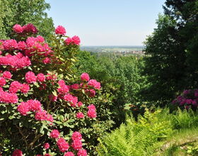 Blick vom Hutberg im Sommer mit blühendem rosa Rhododendron. 
