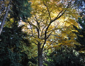 Volkspark. 