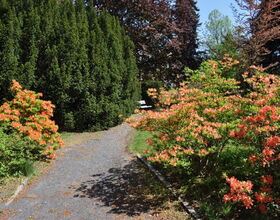 Lessingplatz Parkgelände mit orange blühenden Azaleen und Rhododendren. 