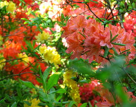 Rhododendronblüten auf dem Hutberg in den Farben Orange und Gelb. 