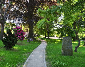 Schillerpromenade im Sommer mit blühenden Rhododendronbüschen in pink und lila. 