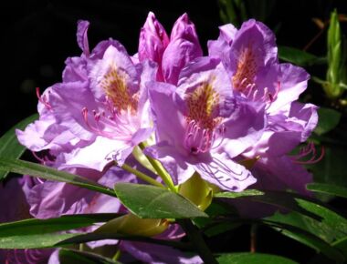 Nahaufnahme der Rhododendronblüten auf dem Kamenzer Hutberg. Die Blüten erstrahlen in kräftigen Rosafarben. Drumherum grünes Blattwerk.