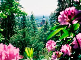 Rosa blühender Rhododendron mit Blick durch die Bäume auf dem Hutberg zum Turm der Hauptkirche St. Marien